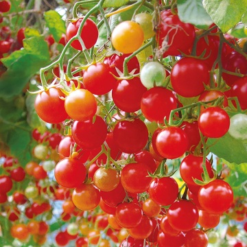 tomato plant beetroot press
